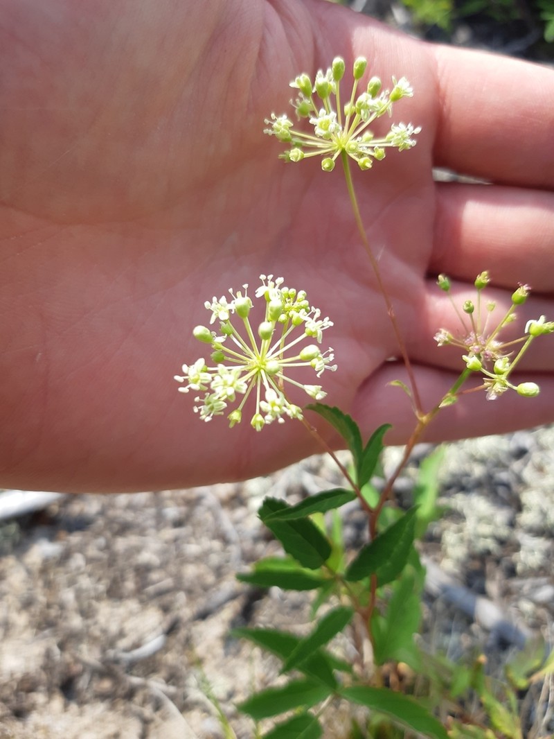 Bristly Sarsaparilla photo 3