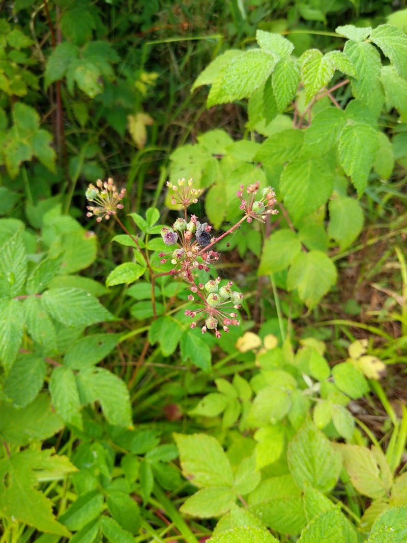 Bristly Sarsaparilla photo 5