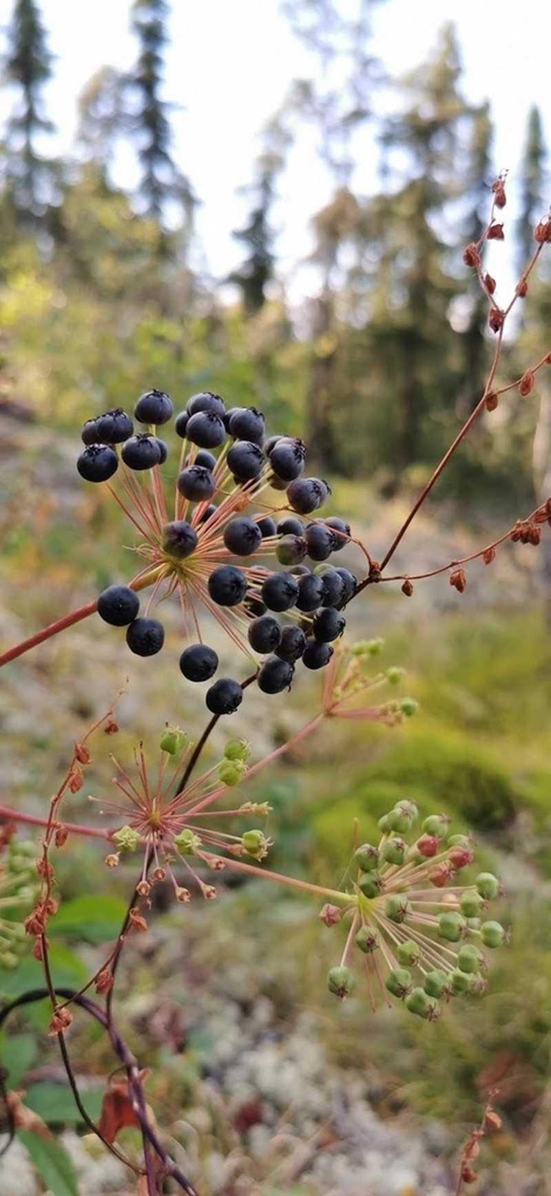 Bristly Sarsaparilla photo 6