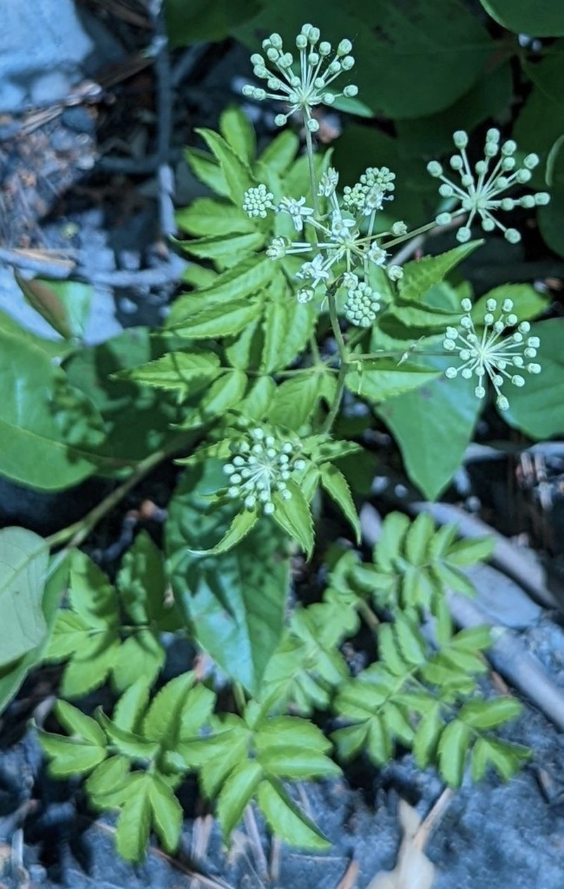 Bristly Sarsaparilla photo 7