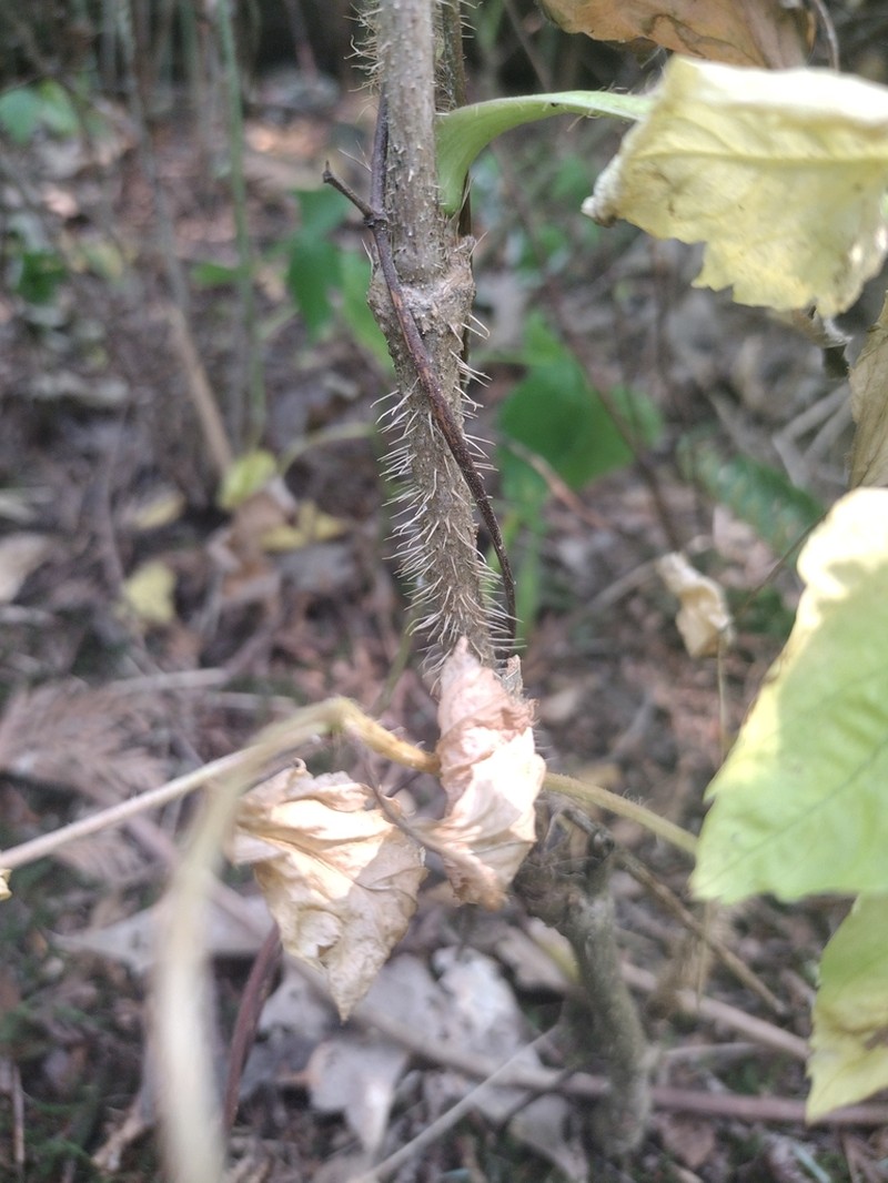 Bristly Sarsaparilla photo 8