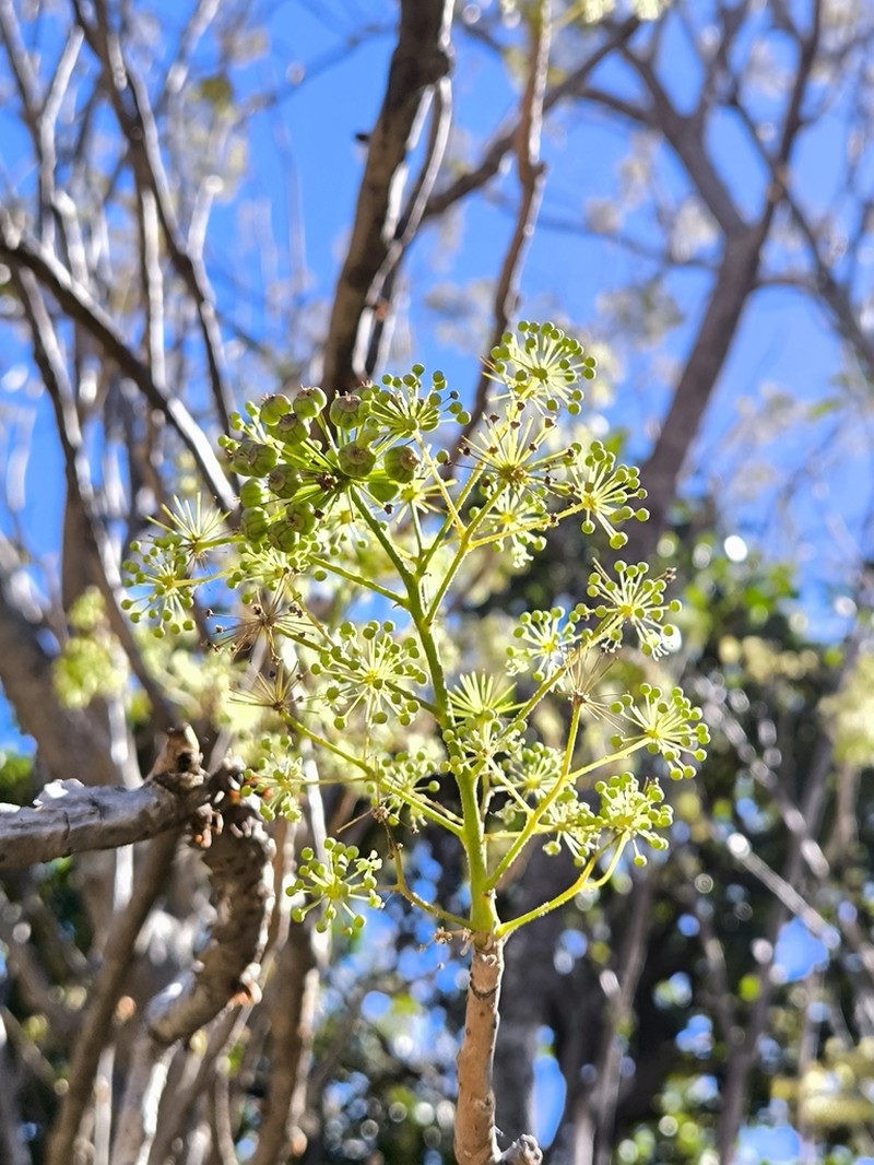 Arizona Spikenard