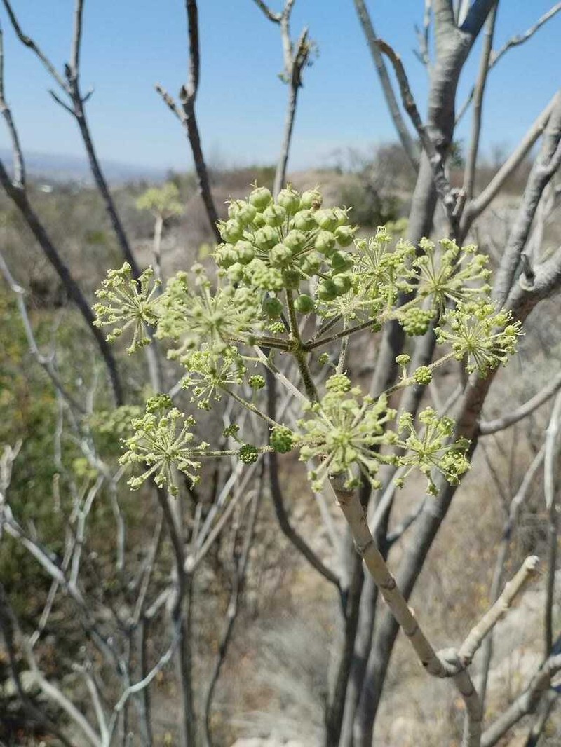 Arizona Spikenard photo 3
