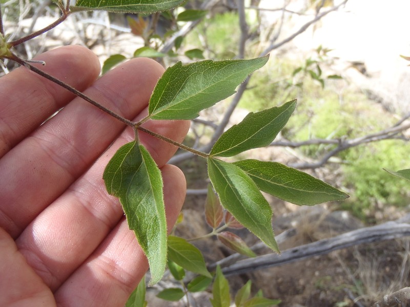 Arizona Spikenard photo 4