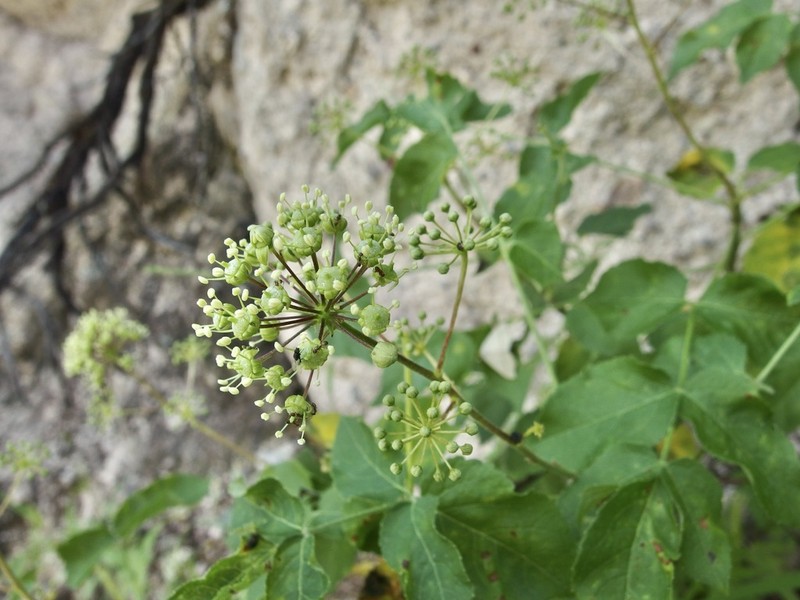 Arizona Spikenard photo 5