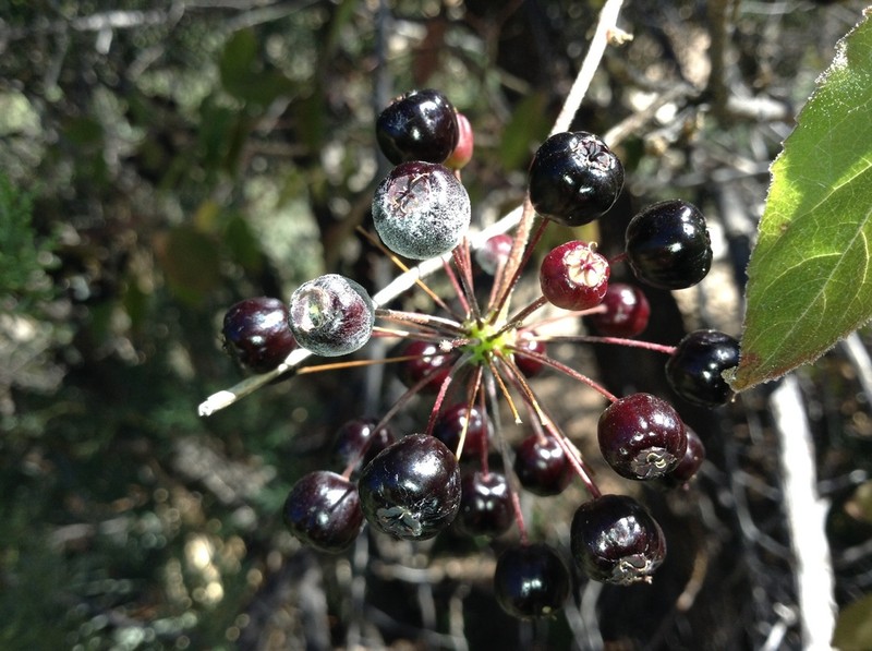 Arizona Spikenard photo 6