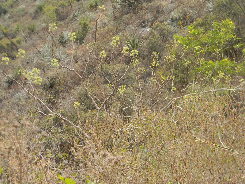 Arizona Spikenard photo 8