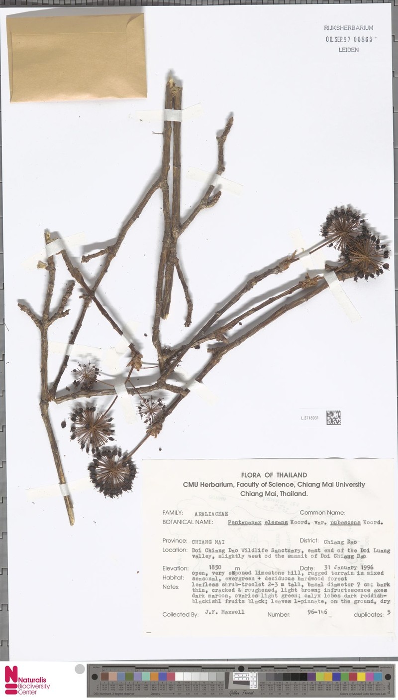 Aralia indonesica