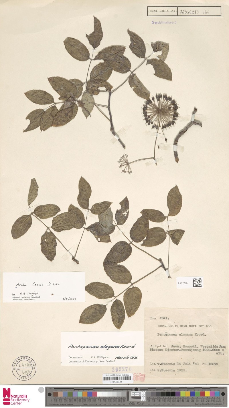 Aralia indonesica photo 2