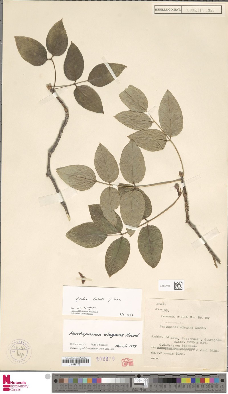 Aralia indonesica photo 3