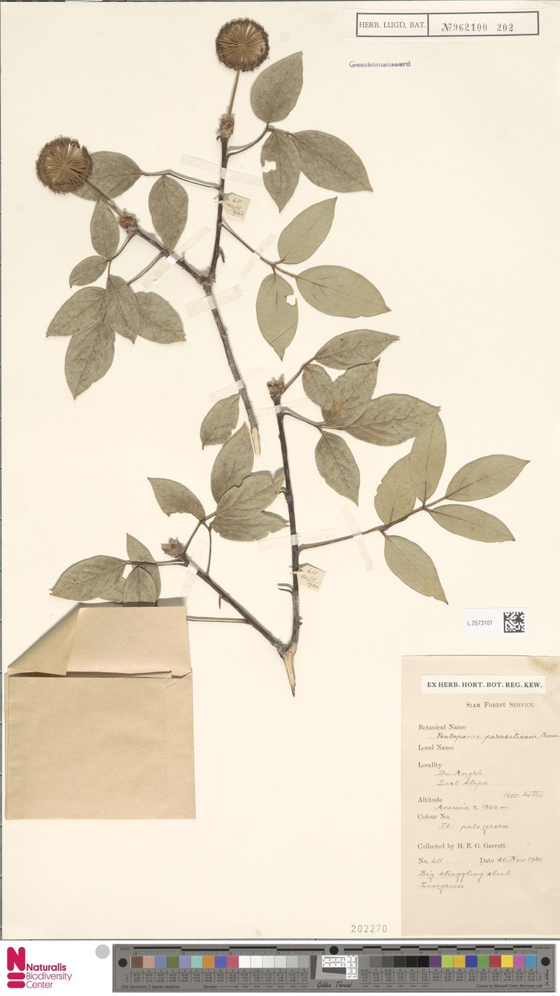 Aralia indonesica photo 4