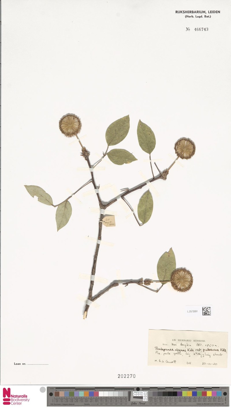 Aralia indonesica photo 5