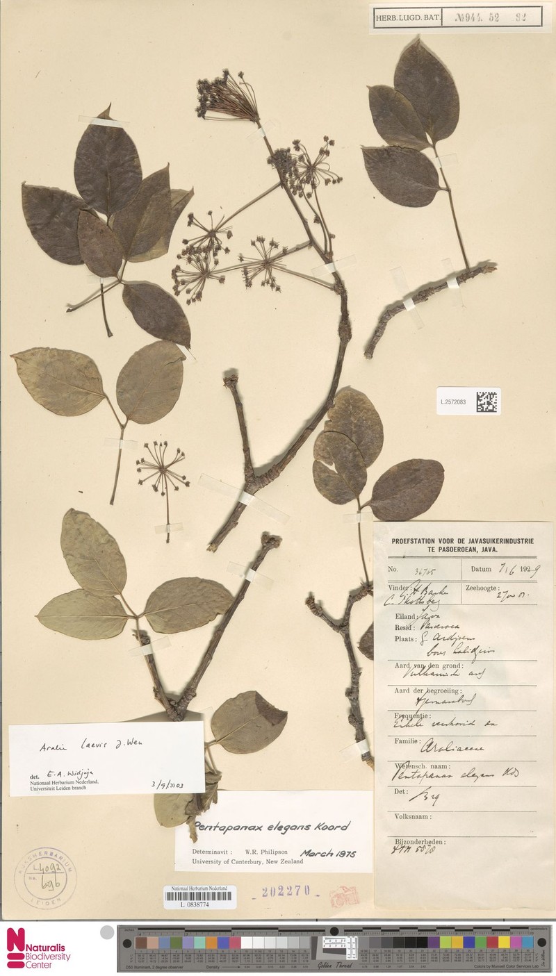 Aralia indonesica photo 6