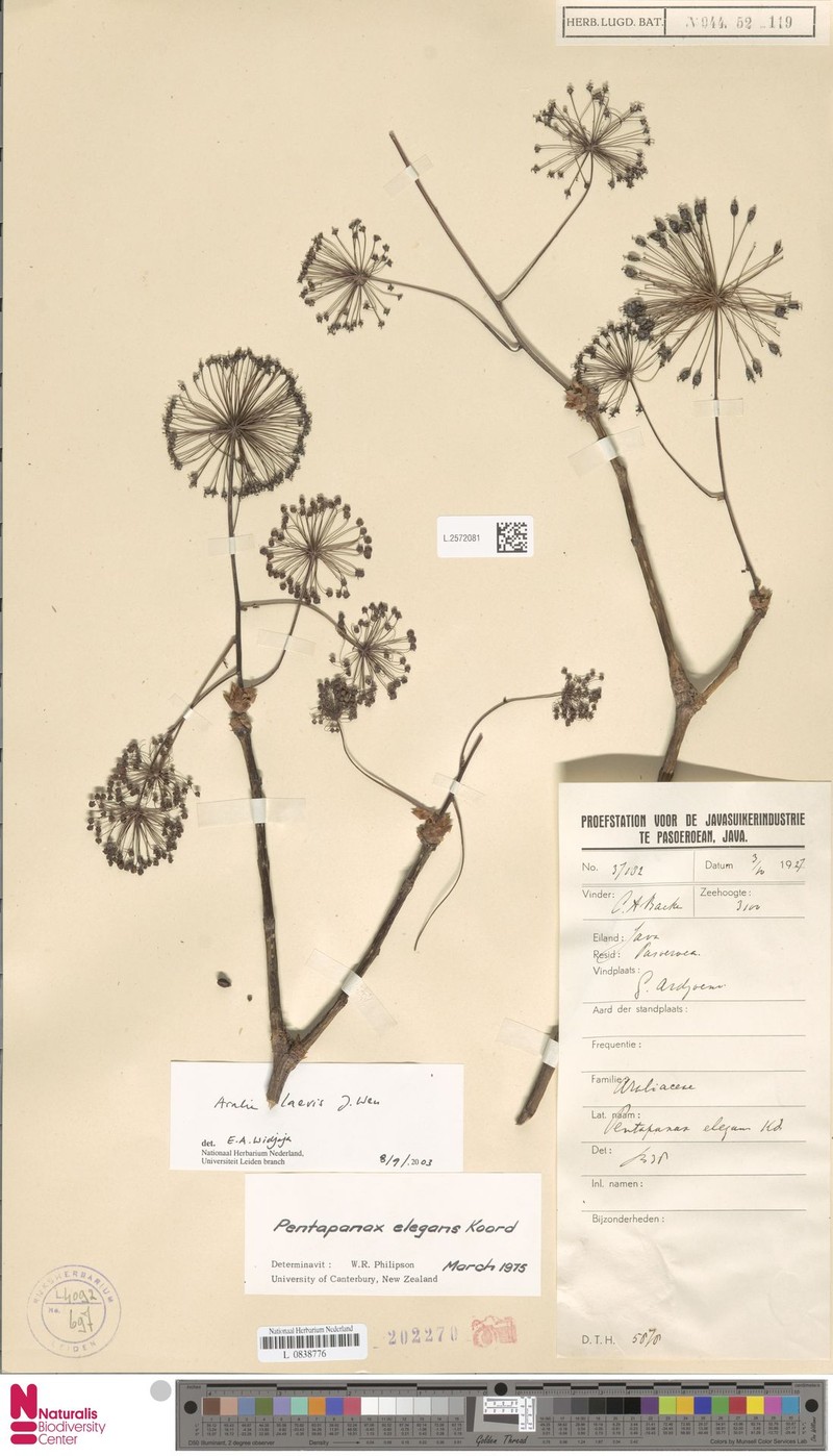 Aralia indonesica photo 8