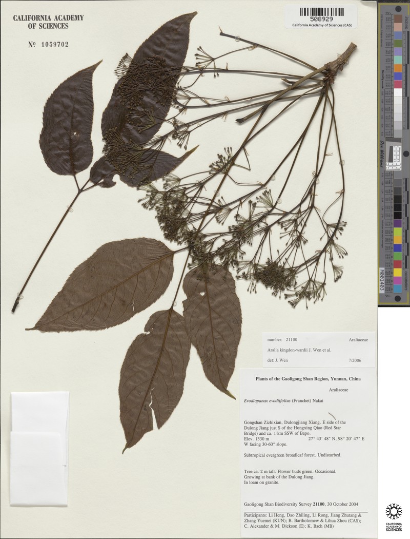 Aralia kingdon-wardii
