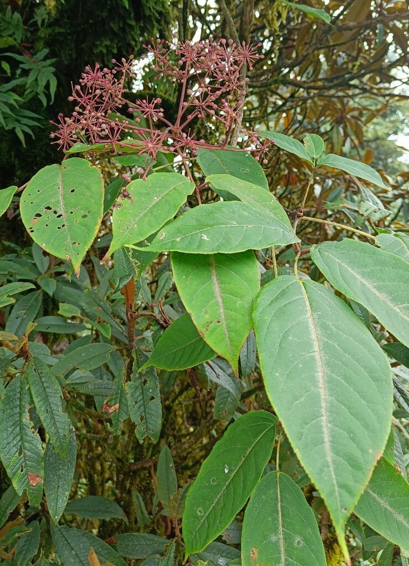 Aralia leschenaultii