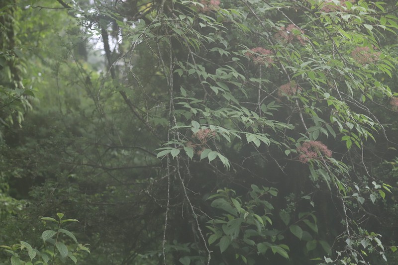 Aralia leschenaultii photo 2