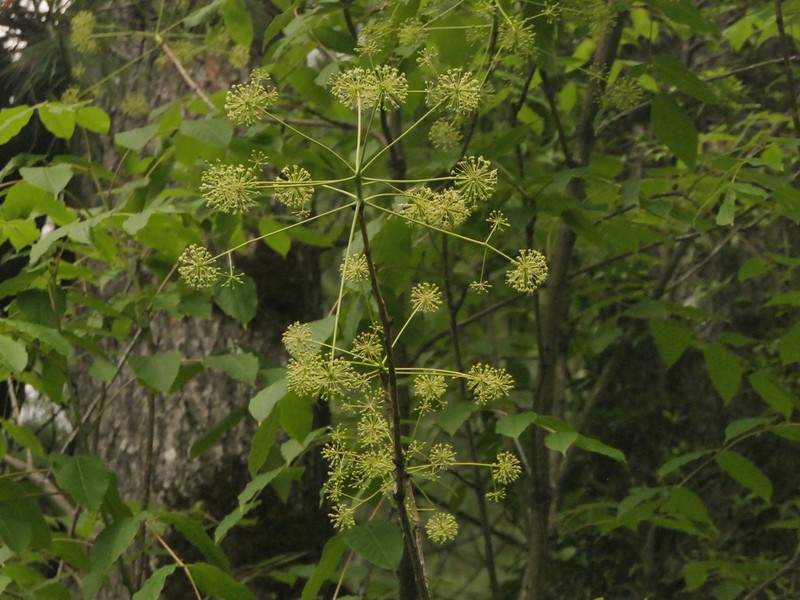 Aralia leschenaultii photo 3