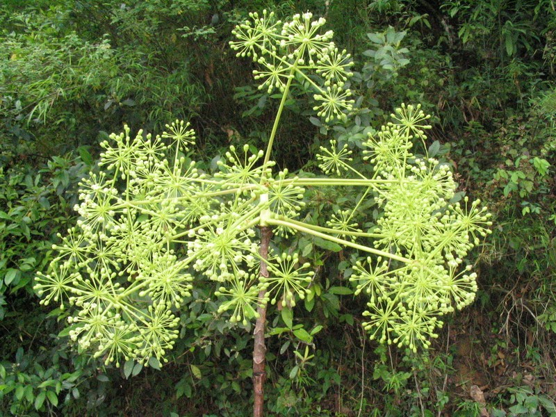 Aralia leschenaultii photo 4