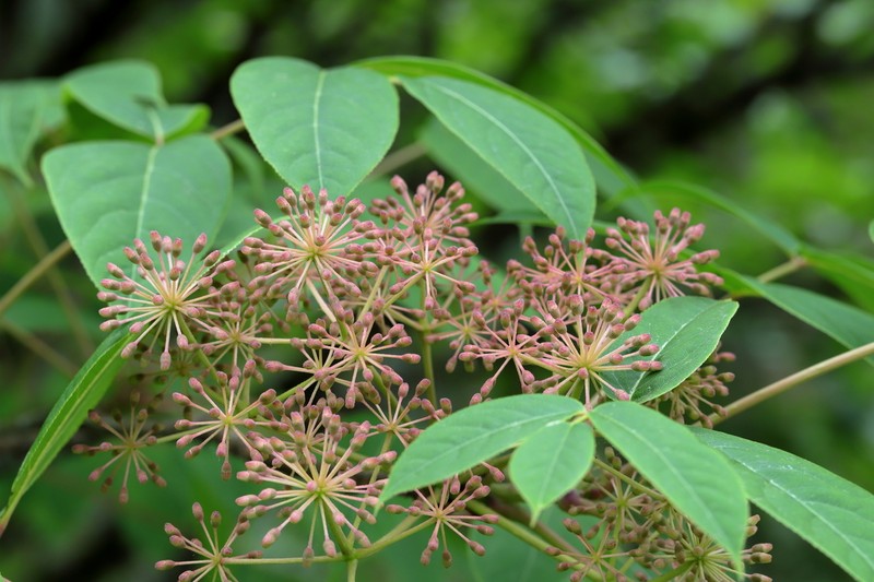 Aralia leschenaultii photo 5