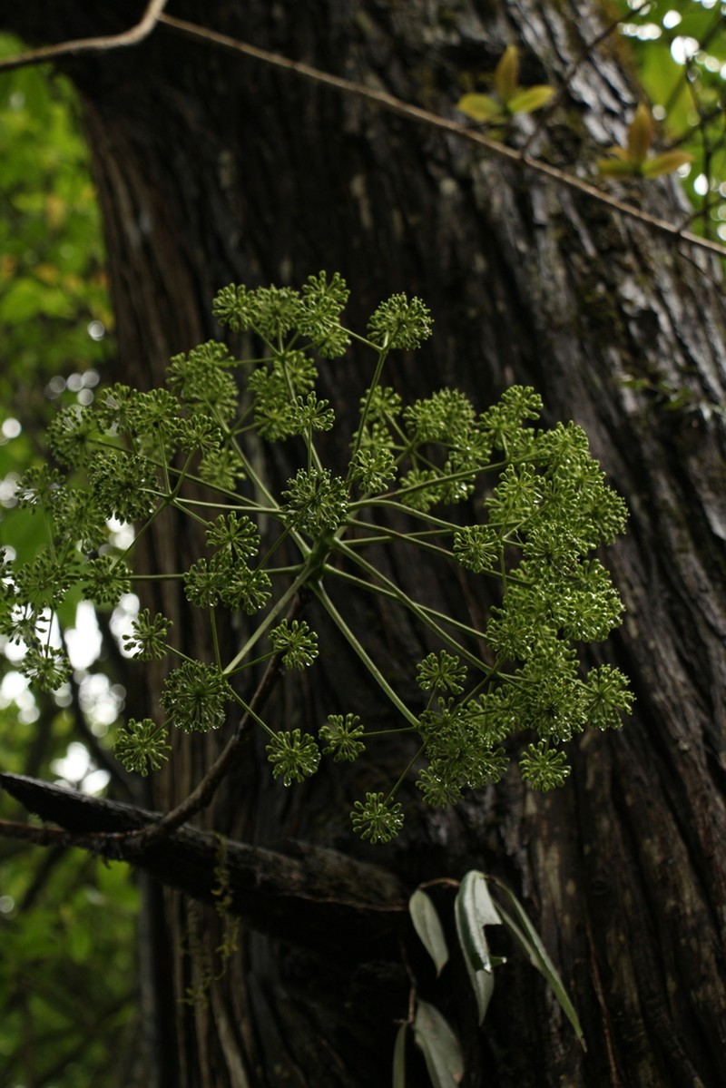 Aralia leschenaultii photo 6