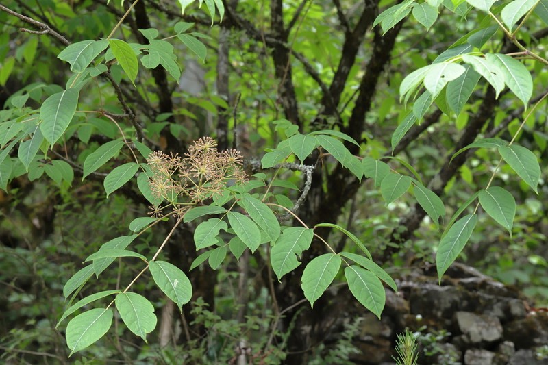 Aralia leschenaultii photo 7