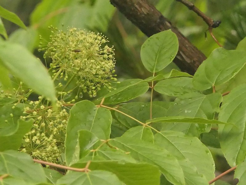 Aralia leschenaultii photo 8