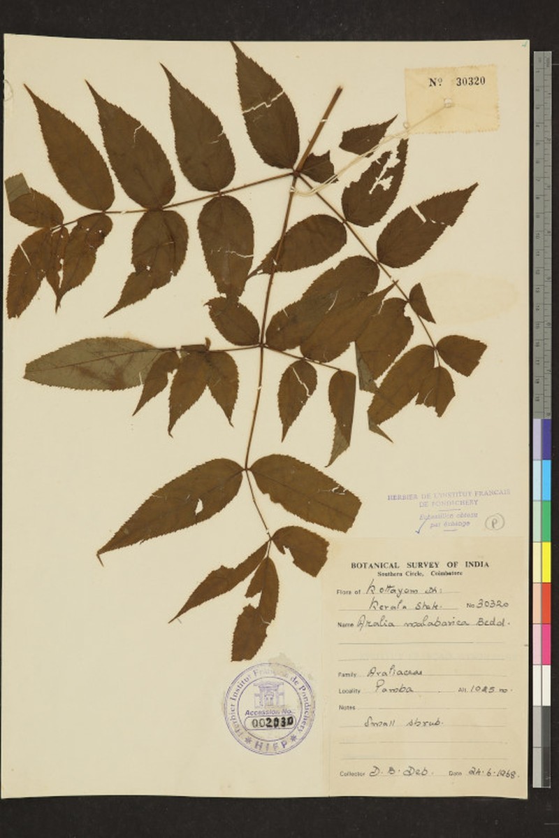 Aralia malabarica