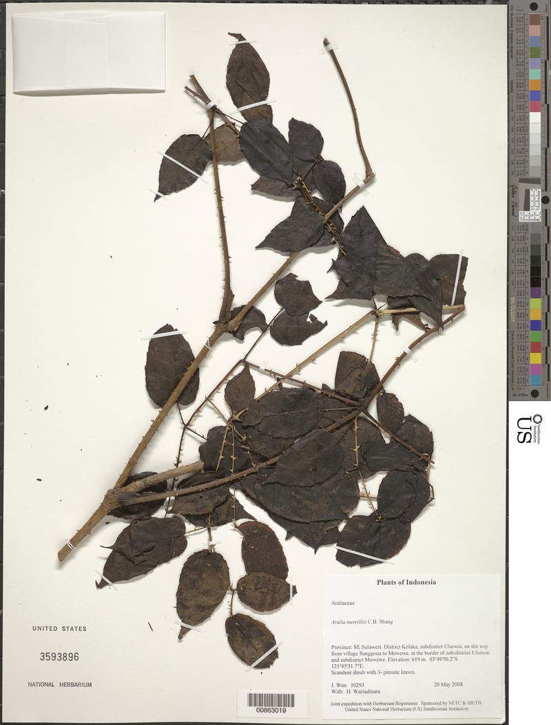 Aralia merrillii photo 5