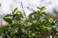 Aralia merrillii
