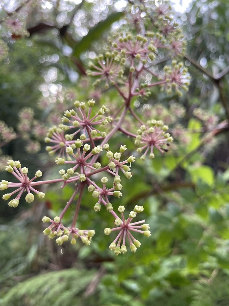 Aralia merrillii photo 2