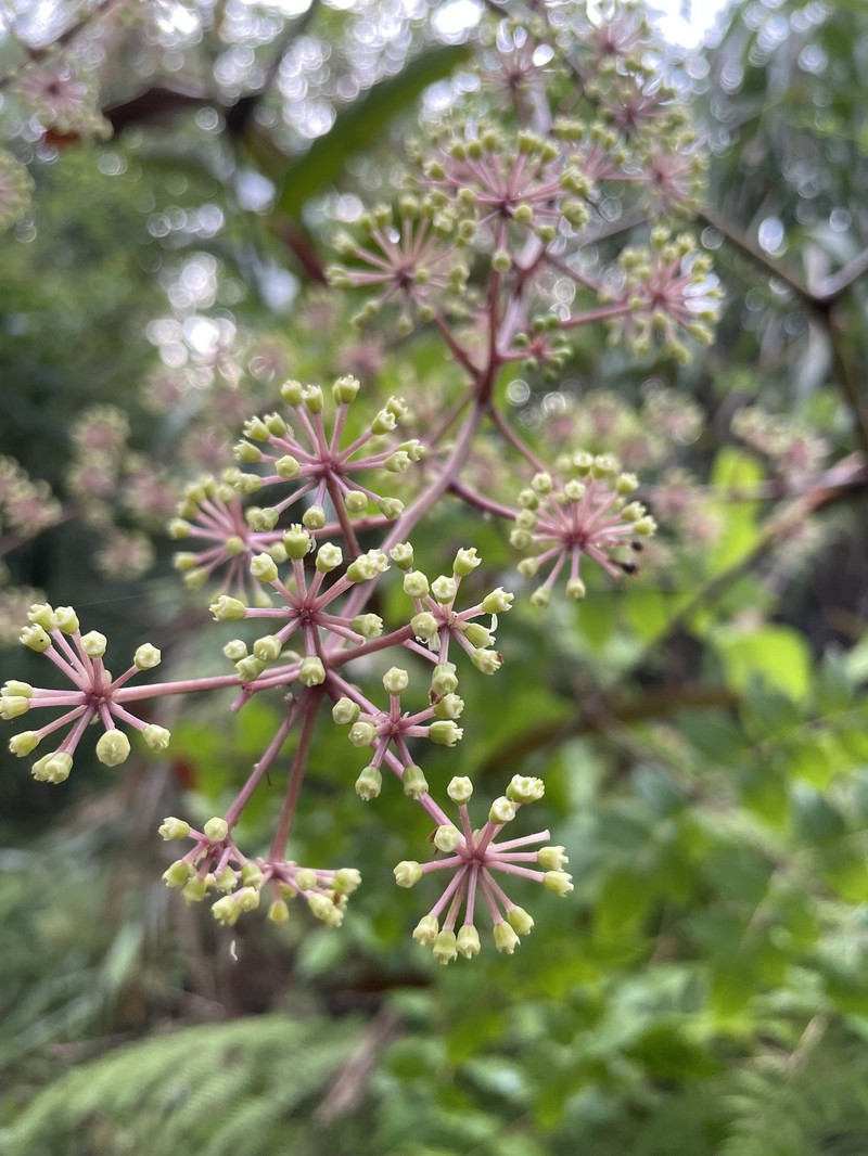 Aralia merrillii photo 3