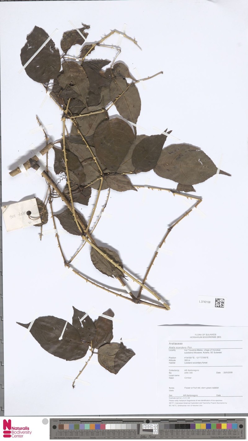 Aralia merrillii photo 4