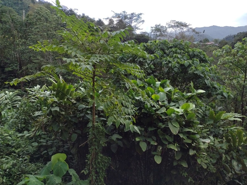 Aralia montana
