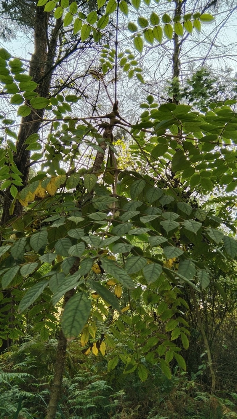 Aralia montana photo 2