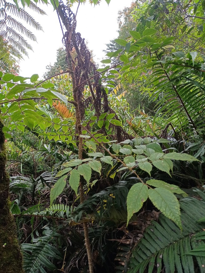 Aralia montana photo 3