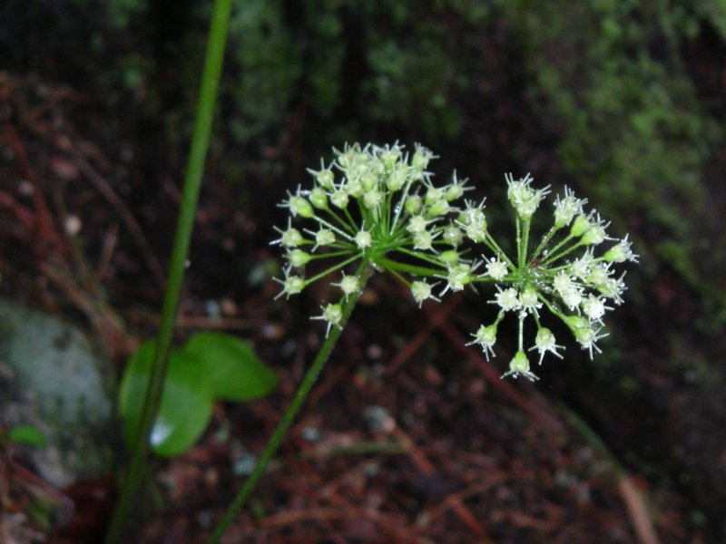 Wild Sarsaparilla photo 2