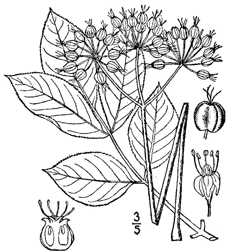 Wild Sarsaparilla photo 3