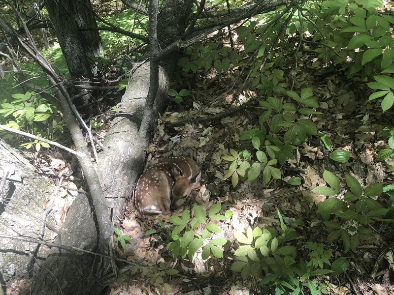 Wild Sarsaparilla photo 5