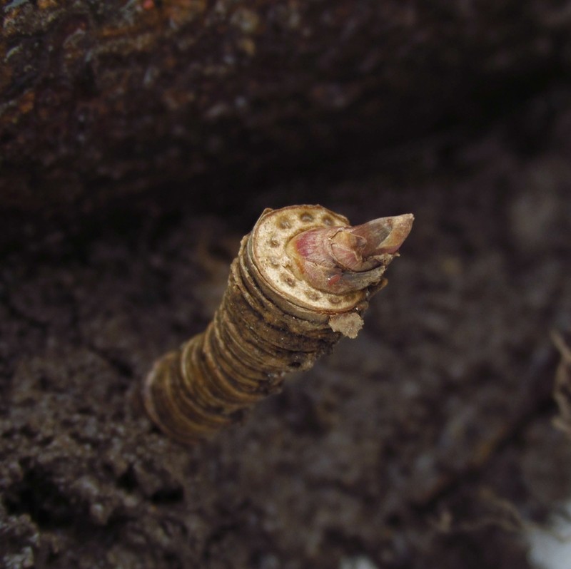 Wild Sarsaparilla photo 6