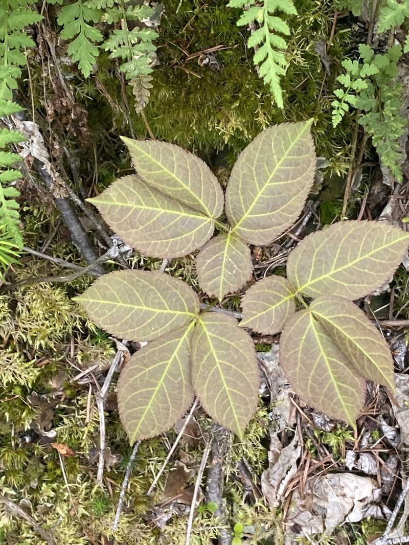 Wild Sarsaparilla photo 7