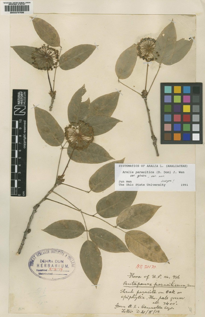 Aralia parasitica photo 2