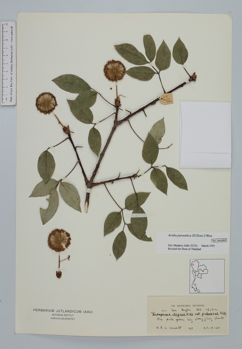 Aralia parasitica