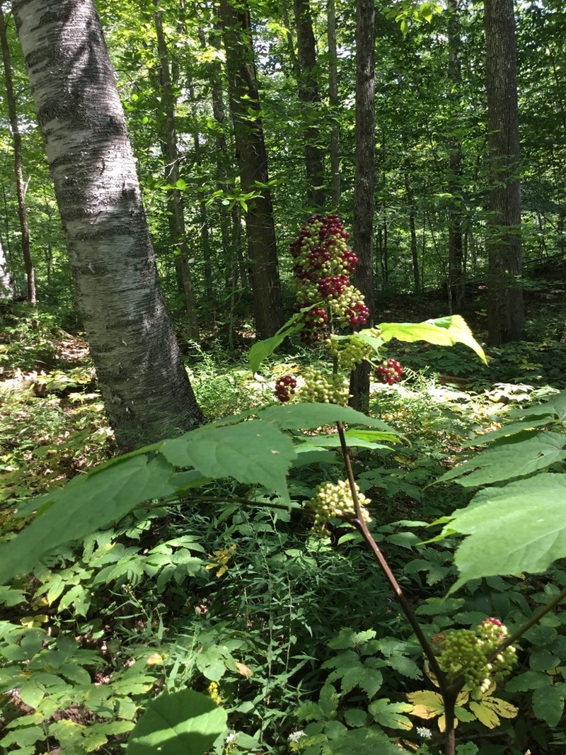 American Spikenard photo 2