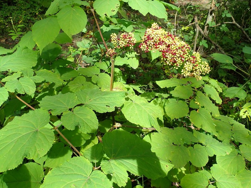 American Spikenard photo 3