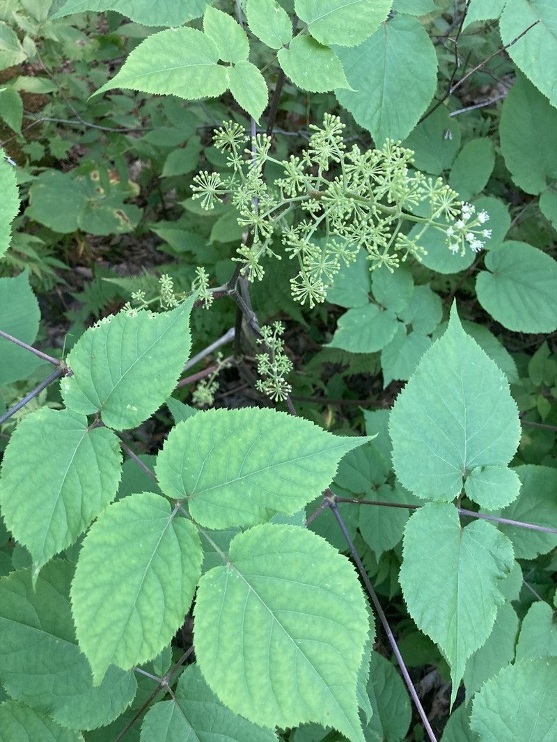 American Spikenard photo 4