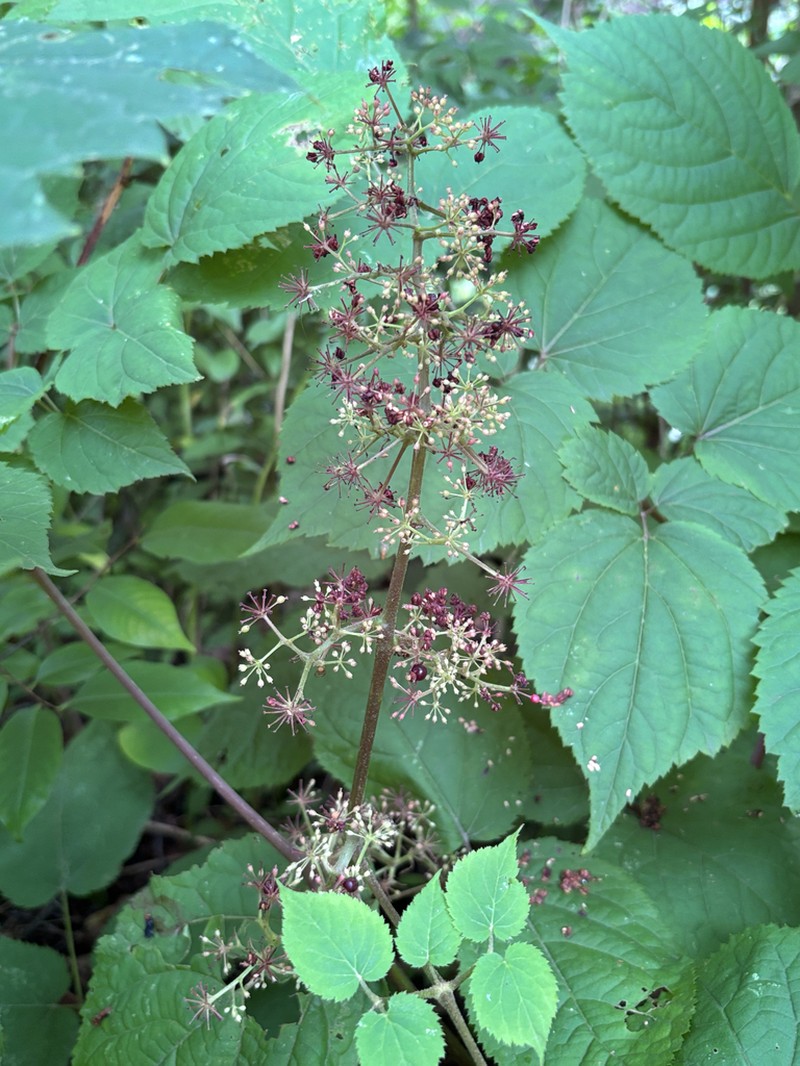 American Spikenard photo 5
