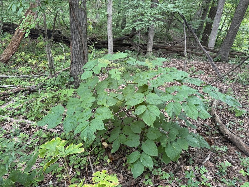 American Spikenard photo 6
