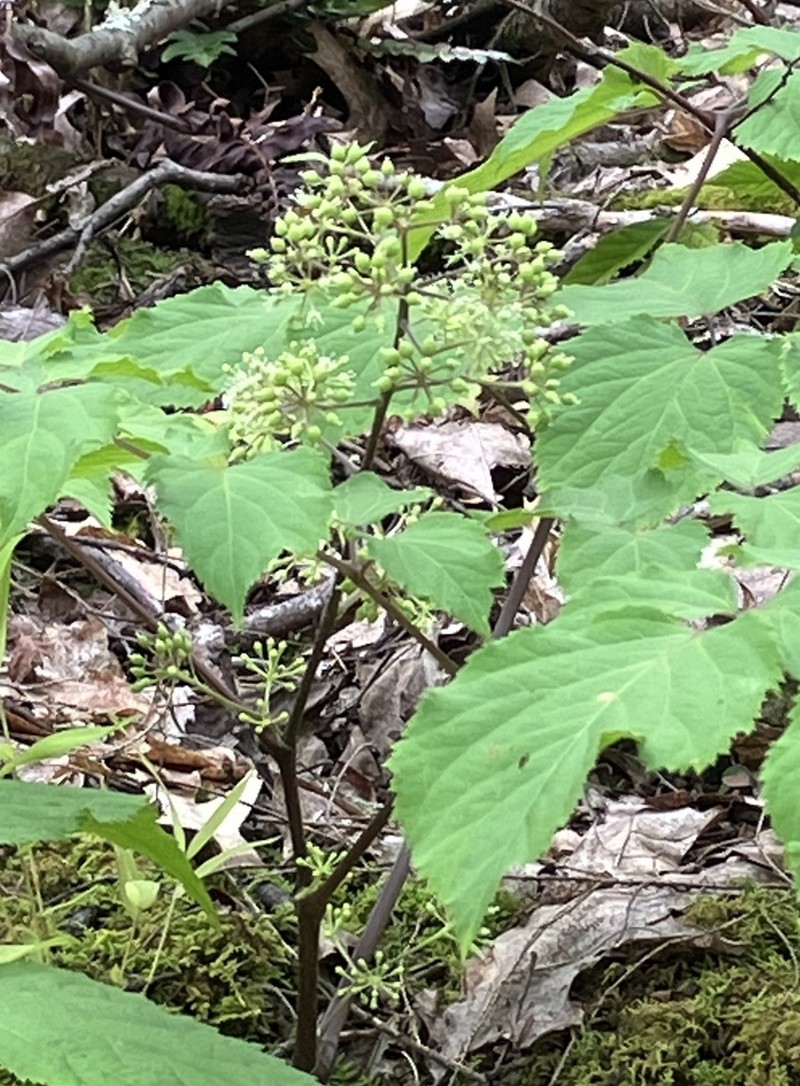 American Spikenard photo 7