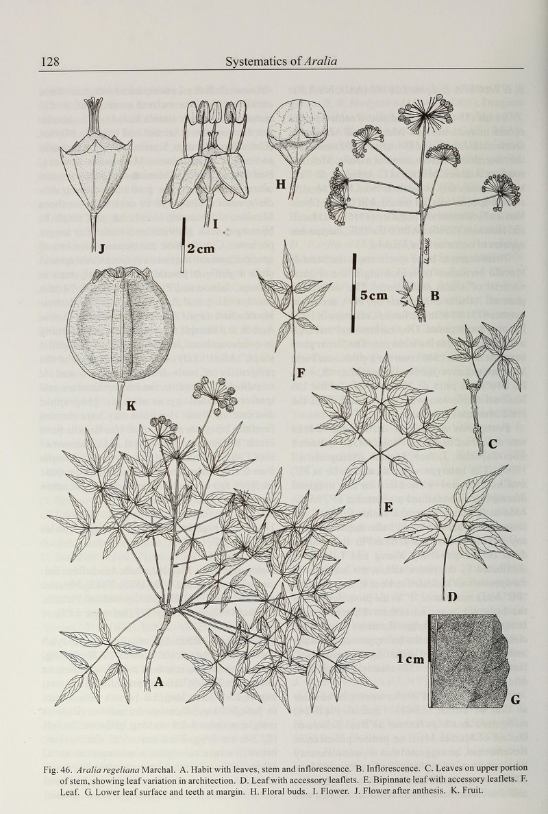 Aralia regeliana